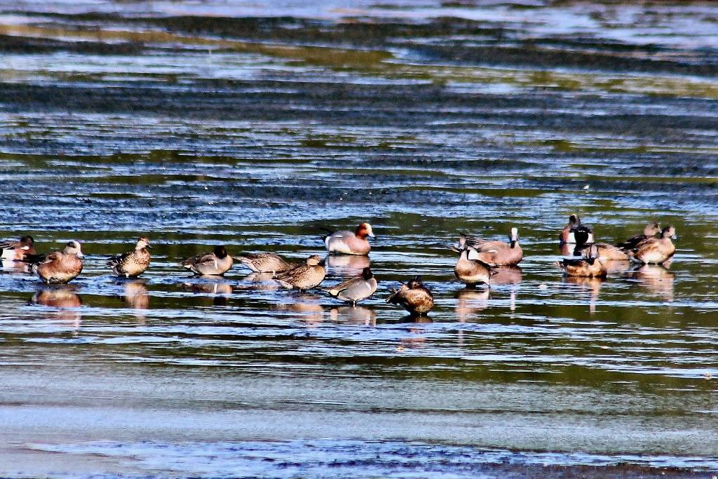 Mareca penelope Eurasian Wigeon (male) by David A. Hofmann is licensed under CC BY-NC-ND 2.0 Usually in company of American Wigeons